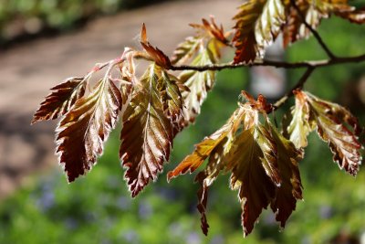 Fagus sylvatica 'Rohanii' - buk lesní - jarní pučení 1
